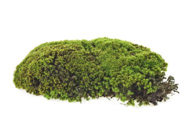 Beyaz arka planda izole yeşil yosun, closeup. Makro. Tam fo