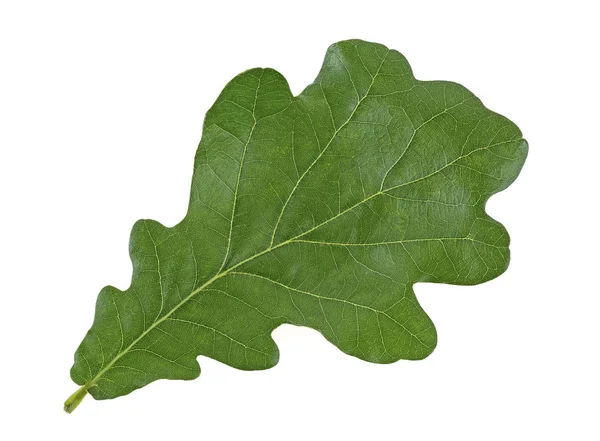 Beyaz arka planda izole yeşil meşe yaprağı, üst görünüm.
