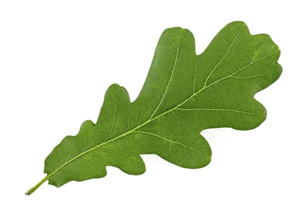 흰색 배경에 고립 된 떡갈나무 잎 — 스톡 사진