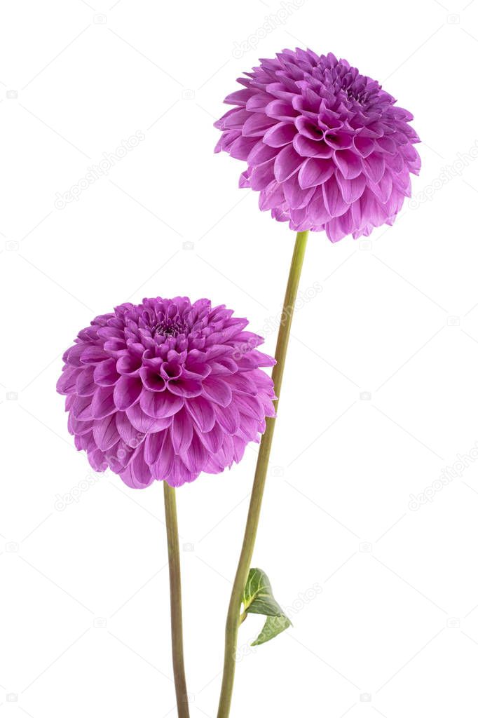 Two violet dahlia flowers isolated on white background
