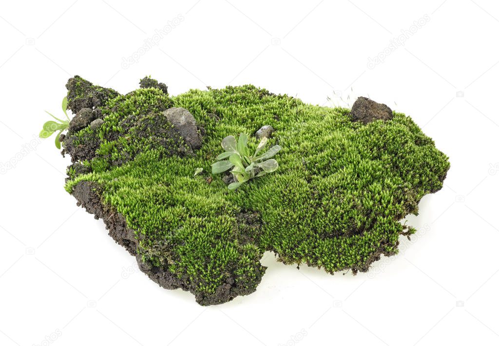 Green moss isolated on white background, close up.