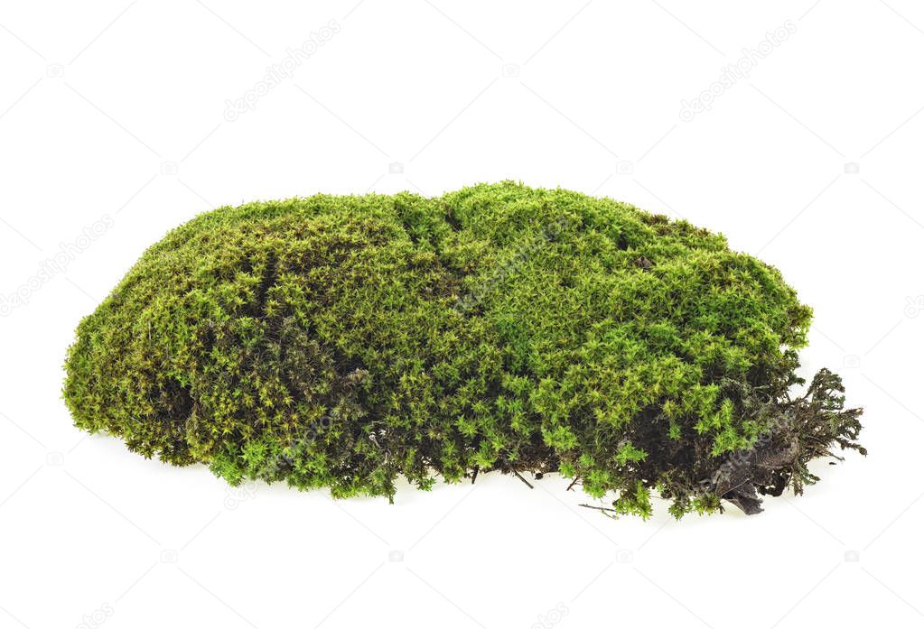 Green moss isolated on white background, closeup. Macro. Full fo