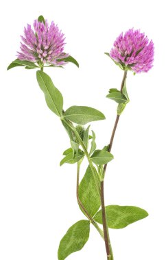 Yeşil yaprakları ile bir kök üzerinde Yonca çiçekleri, beyaz arka plan.