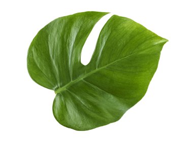 Beyaz bir arka plan üzerinde izole Monstera bitki Yaprak