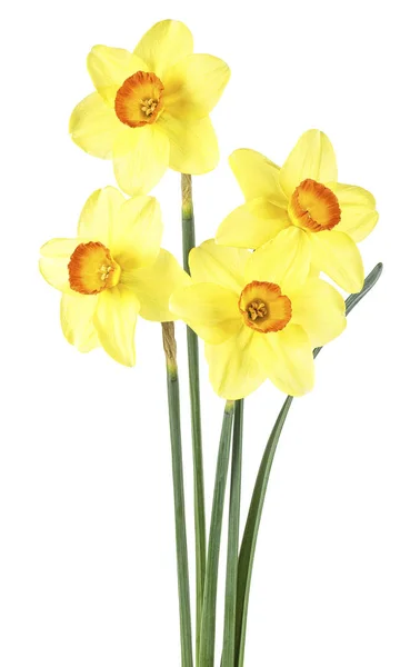 Daffodil flowers or narcissus isolated on a white background — Stock Photo, Image