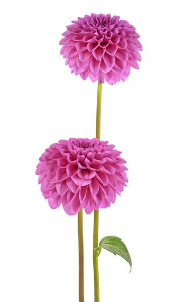 Deux fleurs de dahlia isolées sur fond blanc — Photo