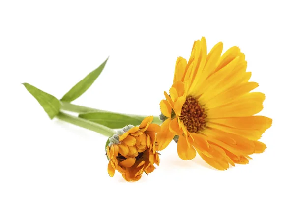 Calendula. Bloemen met bladeren geïsoleerd op witte achtergrond. Sel — Stockfoto