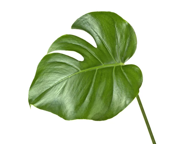 Zielony Monstera tropikalny liść na białym tle — Zdjęcie stockowe