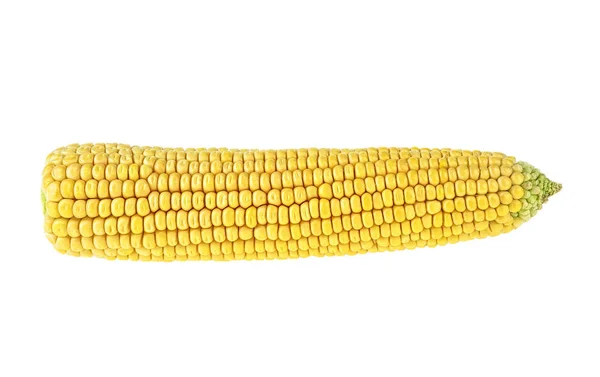 Corn isolated on a white background — Stock Photo, Image