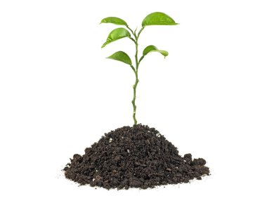 Yeşil Filiz beyaz bir arka plan üzerinde izole büyüyen. Narenciye planı