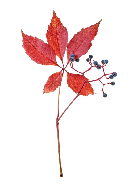 Rode bladeren van wilde druiven en bessen op witte achtergrond — Stockfoto