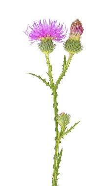 Beyaz zemin üzerinde izole edilmiş süt devedikeni çiçeği