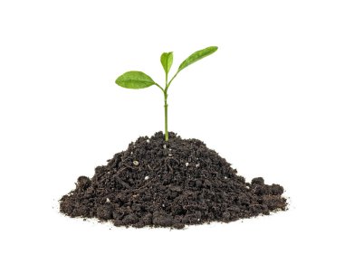 Topraktan yetişen narenciye ağacının yeşil bitkisi, beyaz arka plan.