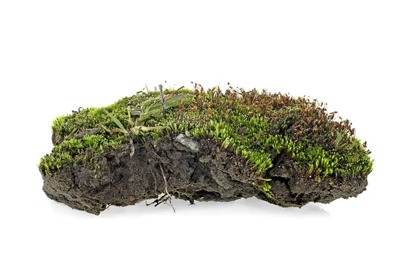 Green moss isolated on white background — Stock Photo, Image