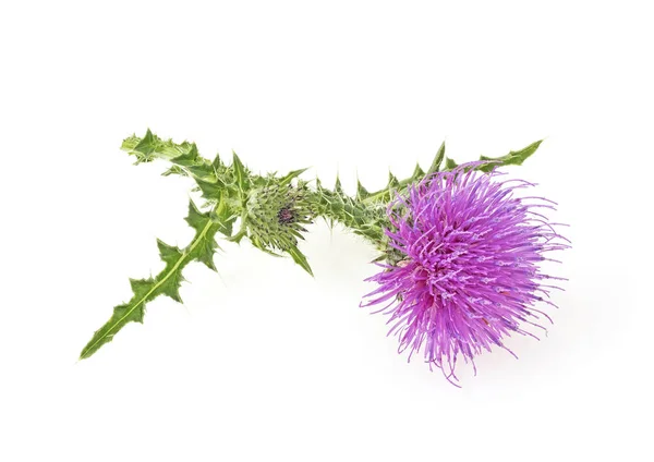 Thistle flower isolated on a white background — Stock Photo, Image