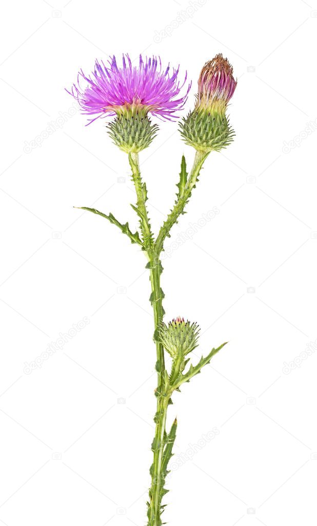 Milk thistle flower on stem isolated on a white background