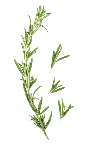 흰색 배경에 고립 된 신선한 녹색 로즈마리, 상단보기. R — 스톡 사진