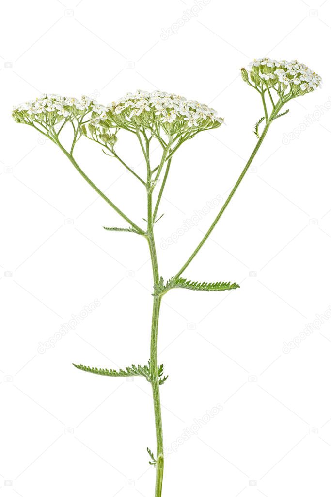 White yarrow flowers with stem isolated on white background. Ach