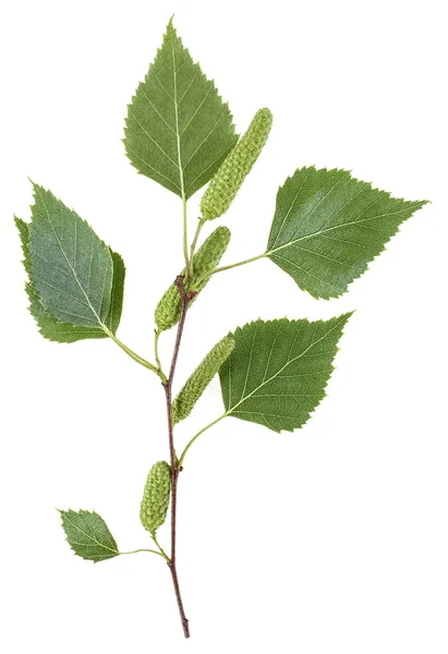 Νέος κλάδος της σημύδας με μπουμπούκια και φύλλα που απομονώνονται σε ένα λευκό β — Φωτογραφία Αρχείου