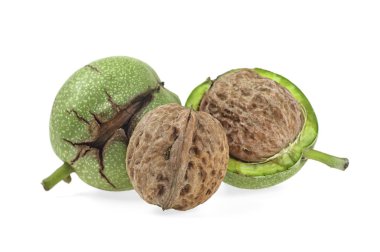Beyaz bir arka plan üzerinde olgun ceviz. Yeşil deride ceviz.