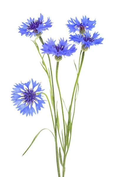 Kytice modrých cornflowerových izolovaných na bílém pozadí — Stock fotografie