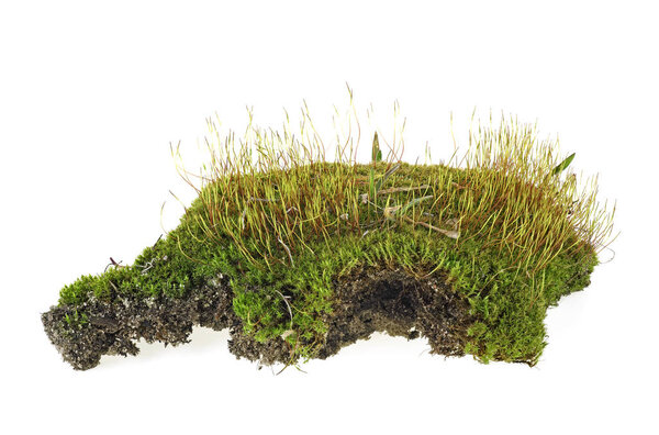 Green forest moss with grass isolated on a white background