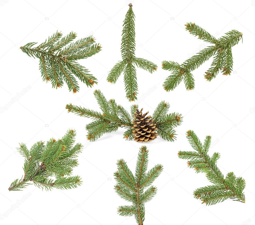 Green fir branches isolated on a white background. Set of images