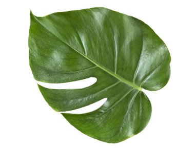 Beyaz bir arka plan üzerinde Monstera bitkitek yaprak. Tropikal le
