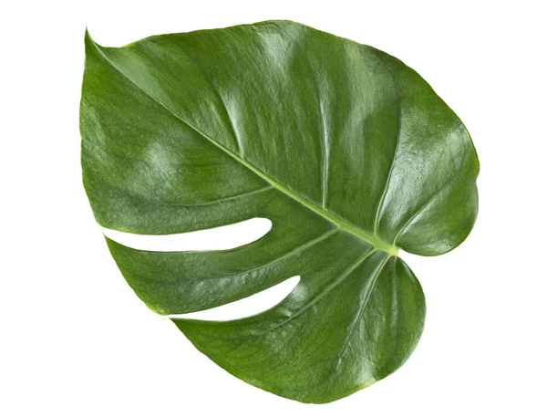 Einzelnes Blatt einer Monstera-Pflanze auf weißem Hintergrund. tropische Tropen — Stockfoto