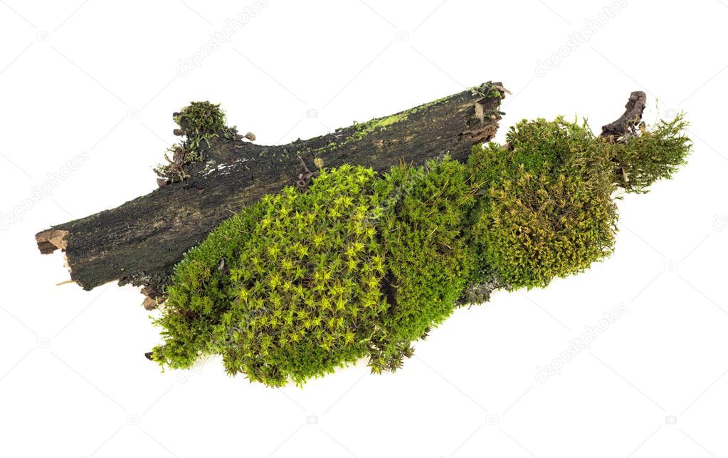 Green moss on tree branch isolated on white background