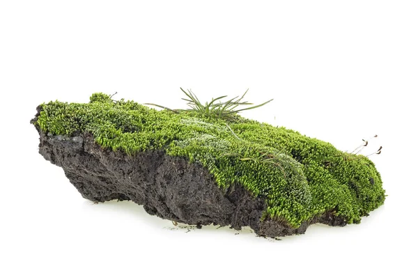 Зеленый мох выделен на белом фоне. Грин-Мосси . — стоковое фото
