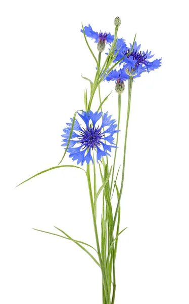 Strauß blauer Kornblumen - Zentauren auf weißem Hintergrund. — Stockfoto