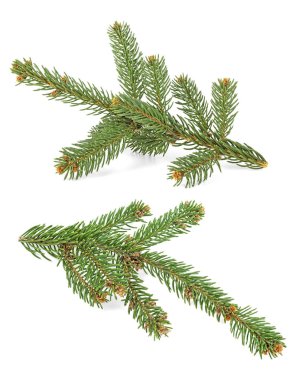 Beyaz bir arka plan üzerinde izole Noel ağacı iki dal