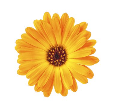 Beyaz bir arka plan üzerinde izole Kadife çiçeği kafası. Calendula f