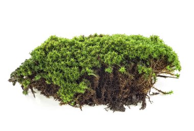 Beyaz arka plan daki yeşil orman yosunu, yakın çekim. Tam derinliği