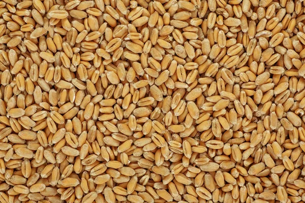 Weizenkorn als Hintergrund. landwirtschaftlicher Hintergrund. — Stockfoto