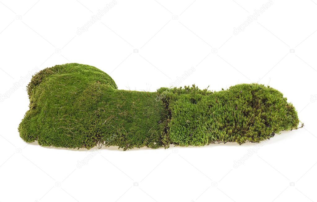 Green moss isolated on a white background. Two different types o