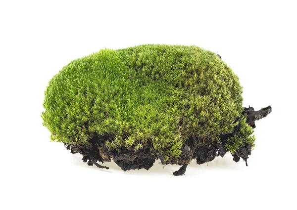 Primer plano del musgo verde aislado sobre un fondo blanco, selectivo — Foto de Stock