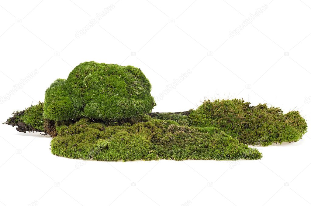 Green mossy hill isolated on white background. Forest moss.