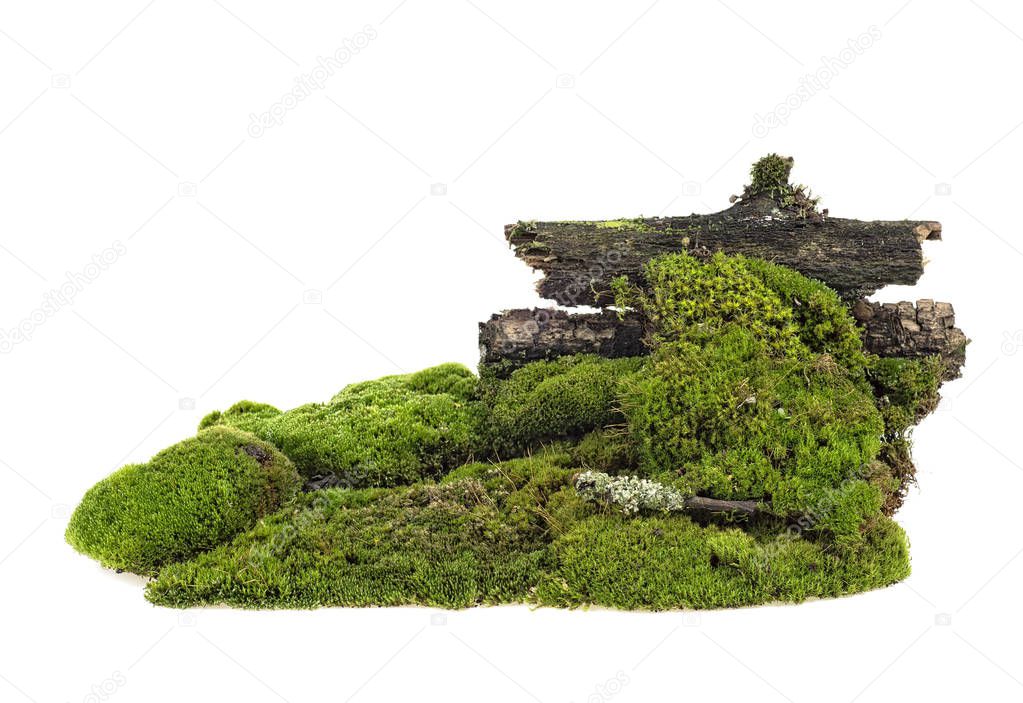 Green mossy hill with rotten branches isolated on a white backgr