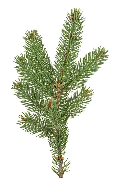 Fir Tree Branch geïsoleerd op een witte achtergrond. Verticale afbeelding. — Stockfoto