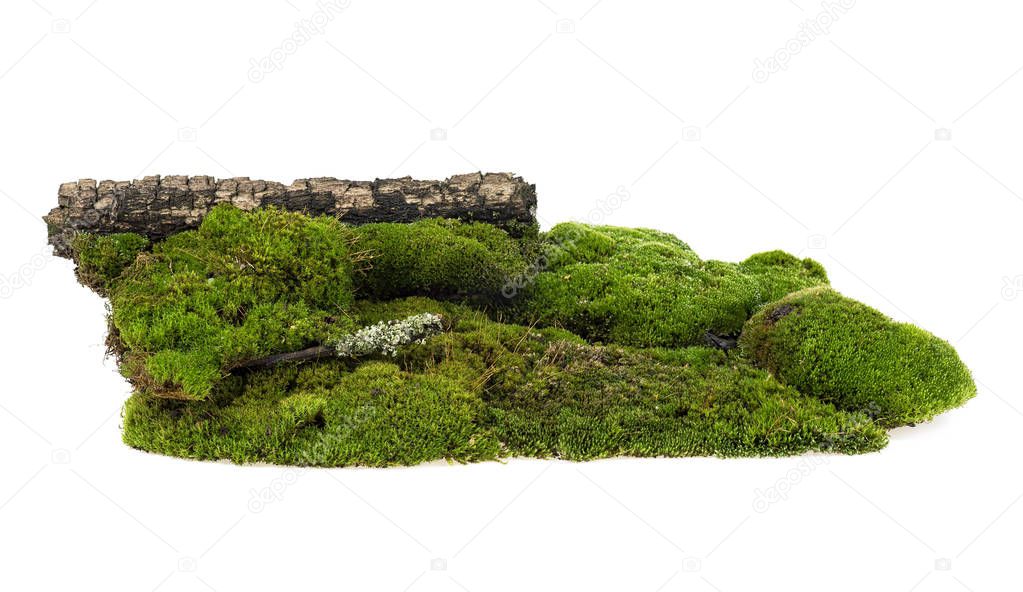 Green forest moss on rotten tree branch, white background.