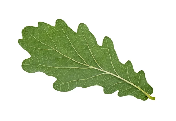 Dąb zielony liść wyizolowany na białym tle, tylna strona. — Zdjęcie stockowe