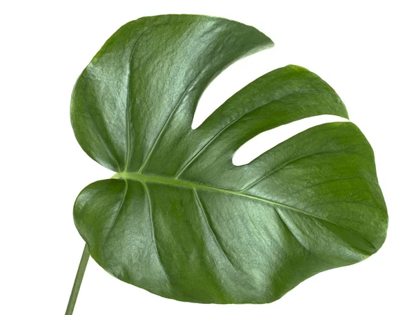 Grünes Monstera tropisches Blatt auf weißem Hintergrund. Monsterpflanze — Stockfoto