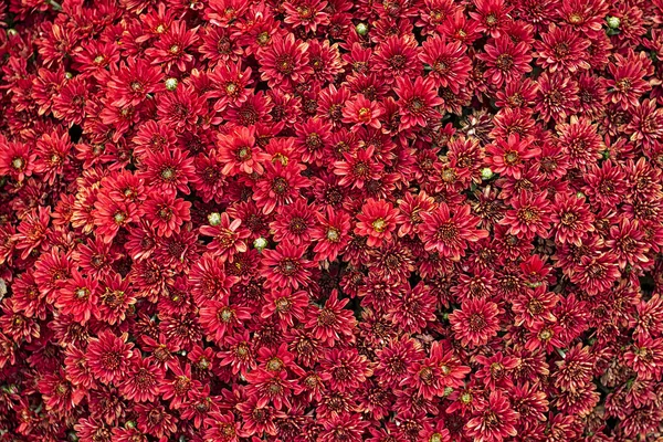 Red chrysanthemum flowers wallpaper background