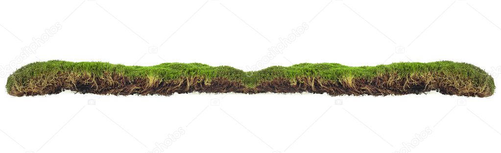 Green forest moss isolated on a white background