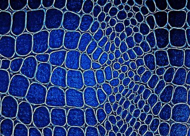 Timsah derisi arka plan. Makro atış. Mavi renk.