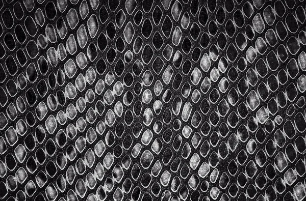 Reptile skin - black and white snake skin background