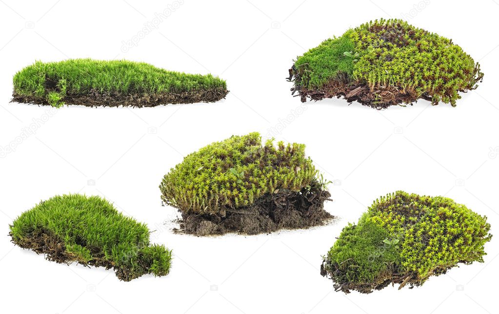 Green moss isolated on a white background - collection.