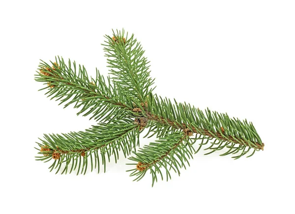 Branch of Christmas tree isolated on white background. Fir tree — Stock Photo, Image